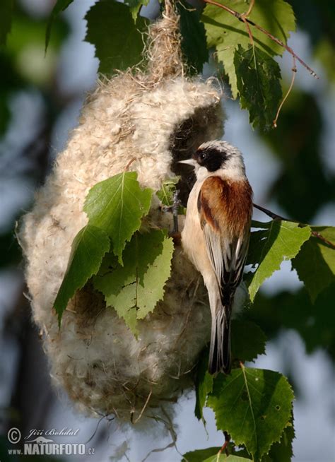 Infographic comparing Remiz pendulinus with similar birds like Nuthatch (Kowalik), Great Grey Shrike (Srokosz), and Red-backed Shrike (Gąsiorek)