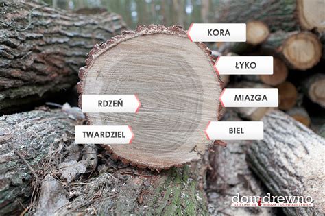 przekrój przez drewno impregnowane ogniochronnie