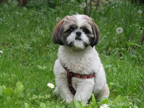 Pies rasy shih tzu strzyżony przez groomera w profesjonalnym salonie dla zwierząt