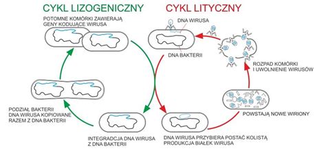 schemat cyklu życia wirusa ospy wietrznej