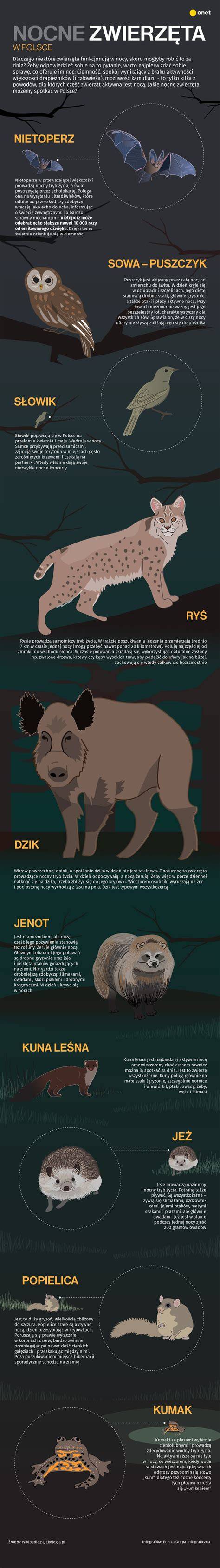 Infografika: Zwierzęta ginące w pożarach traw
