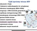 infografika przedstawiająca cykl życiowy wirusa ospy wietrznej VZV