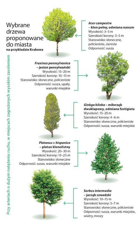 infografika przedstawiająca odporne gatunki drzew lub proces przebudowy drzewostanu