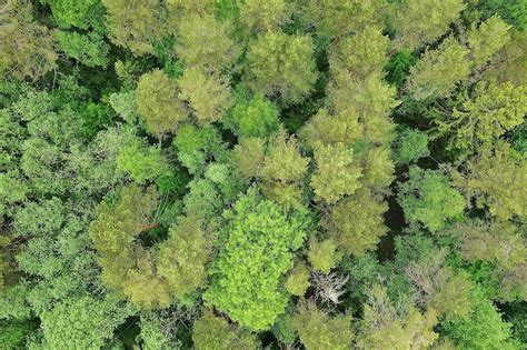 Widok z lotu ptaka na płonący las, z helikopterem gaśniczym w akcji