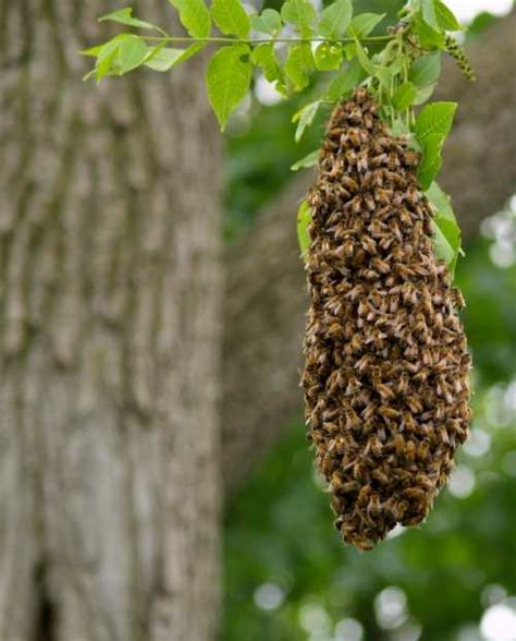 Thematic photo of a bee swarm on a tree branch, with a 