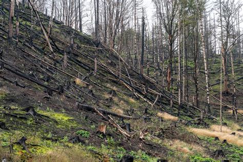 spalony las w Puszczy Solskiej, widok na zniszczenia