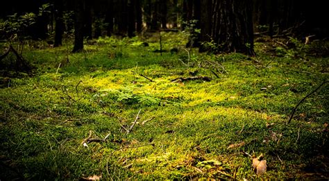 Zdjęcie przedstawiające suchy las lub ściółkę leśną w regionie Warmii i Mazur
