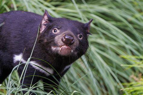 Thematic photo of a Tasmanian devil