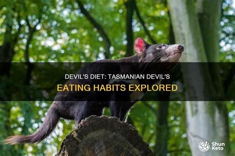 Infographic: Tasmanian devil's diet