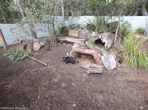 Photo of a Tasmanian devil in a conservation enclosure