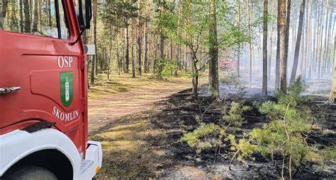Zdjęcie przedstawiające dogaszanie pożaru poszycia leśnego