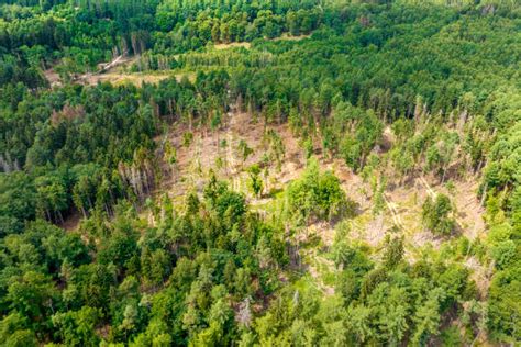 Zniszczone środowisko po pożarze traw i lasu, widok z lotu ptaka