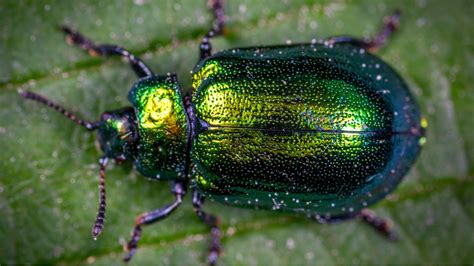 Zdjęcie Żuka A 15 w akcji lub z wyposażeniem