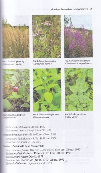 Zróżnicowane zbiorowiska roślinne na połoninach Bieszczadów