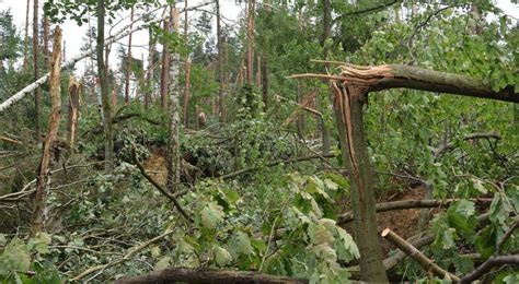 zdjęcie przedstawiające zniszczony przez pożar las