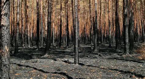 Fotografia lotnicza wielkiego pożaru lasu w Puszczy Solskiej