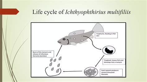 Schemat cyklu życiowego Ichthyophthirius multifiliis