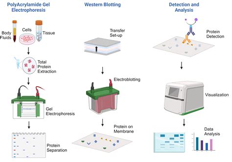 Schemat dwuetapowej diagnostyki boreliozy: od testu ELISA do potwierdzenia metodą Western Blot