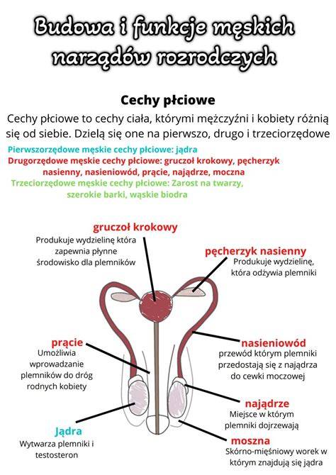 Infografika przedstawiająca system moczowo-płciowy człowieka lub schemat budowy