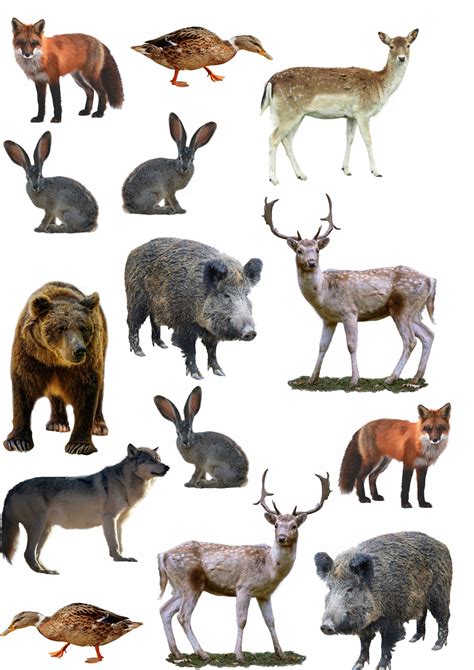 Ilustracja przedstawiająca różnorodne gatunki zwierząt występujących na Podlasiu (np. sarna, lis, żaba)