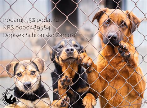 zdjęcie strażaków OSP Dąbrowa przekazujących dary dla schroniska dla zwierząt