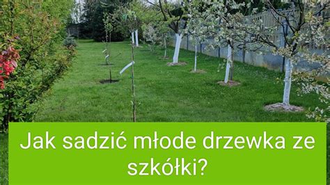 Zdjęcie przedstawiające młode drzewka sadzone w ramach tworzenia remizy śródpolnej