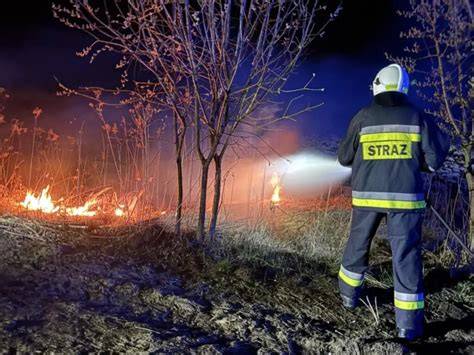 Strażacy gaszący pożar suchych zakrzaczeń w lesie