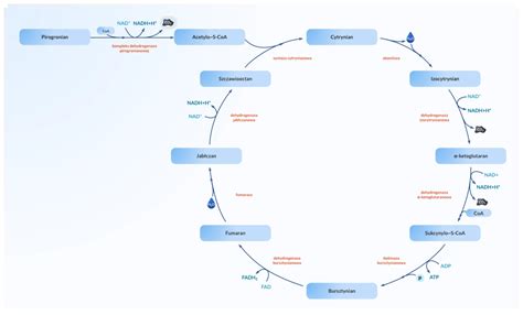 schemat cyklu recertyfikacji KPP