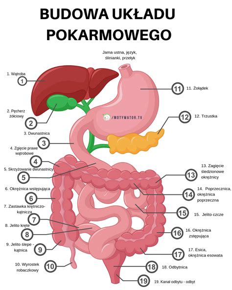 Ilustracja przedstawiająca gastroskopię lub wnętrze układu pokarmowego