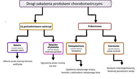 infografika przedstawiająca drogi zakażenia wirusem VZV oraz okres zakaźności chorego