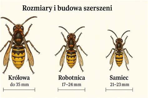Schemat budowy kombinezonu ochronnego „Szerszeń” z widocznymi warstwami materiału i pianki