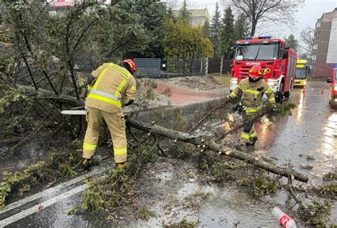 Strażak OSP usuwający powalone drzewo po wichurze