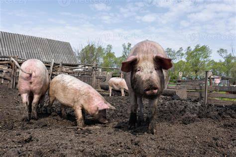 Thematic photo of a pig farm