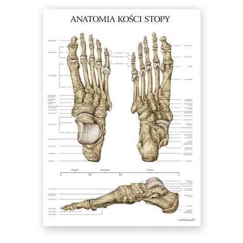 schemat anatomiczny stopy w bucie strażackim z zaznaczeniem stref ochrony i amortyzacji