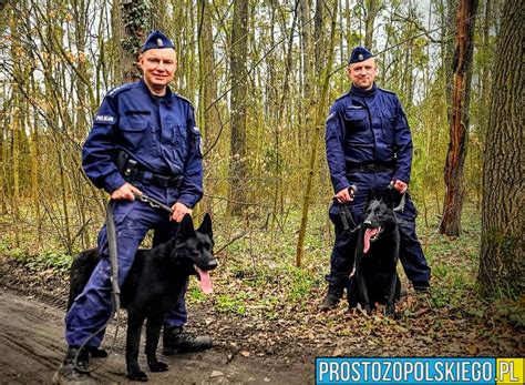 Pies służbowy policji na tropie