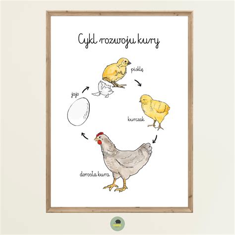 grafika przedstawiająca cykl rozwojowy kulorzęska