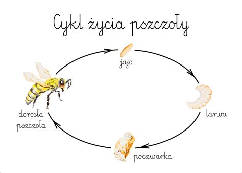 Infografika przedstawiająca cykl życia pszczoły i jej rolę w ekosystemie