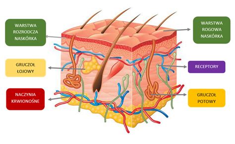 Schemat przedstawiający budowę rękawicy technicznej z opisem poszczególnych warstw i materiałów.