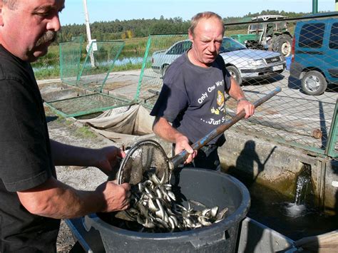 Zdjęcie przedstawiające transport ryb do zarybienia łowiska