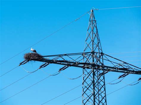 zdjęcie strażaka na drabinie, próbującego dosięgnąć bociana na słupie
