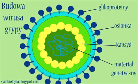 schemat przenoszenia wirusa ospy wietrznej