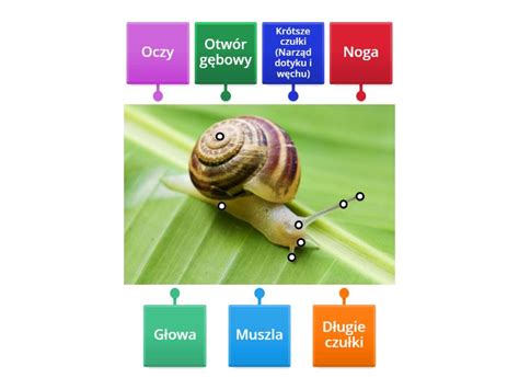 Zwinięcie węża w formie „ślimaka” na specjalnym wózku.