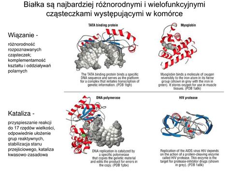 Schemat przedstawiający różnice w aktywacji ROP typu A i ROP typu B