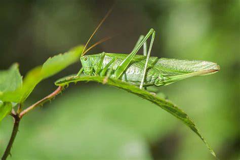 Thematic photo of a green bush-cricket (Pasikonik zielony) in its natural habitat