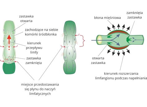 Infografika przedstawiająca mechanizm działania acyklowiru