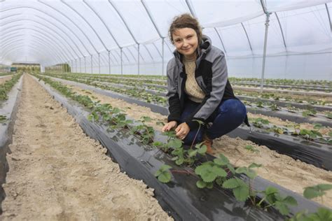 Plantacja truskawek w tunelach foliowych i gruncie w gospodarstwie Grzegorza Kasprzaka