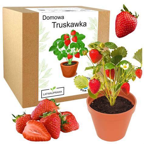 Infografika przedstawiająca proces uprawy truskawek od sadzonki do zbioru