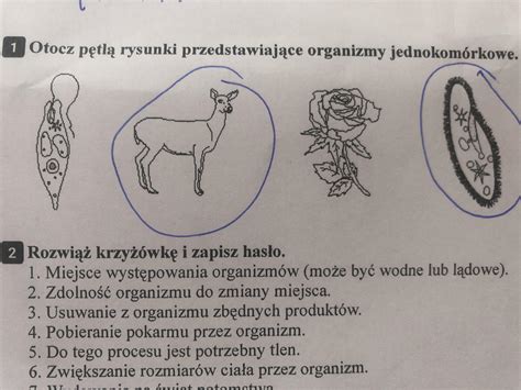 Rysunki przedstawiające różne typy prądownic: obrotową, dźwigniową, spustową