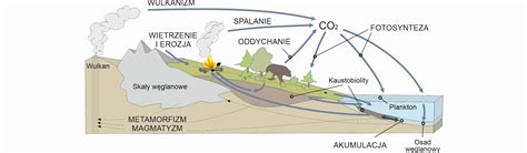schemat działania tlenku węgla na hemoglobinę