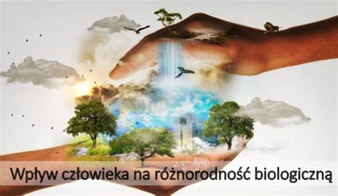 infografika przedstawiająca różne poziomy intensywności pożarów i ich wpływ na różnorodność biologiczną lasów